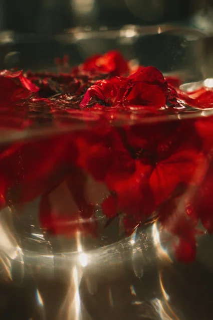 Red rose petals floating in a shallow bowl of water
