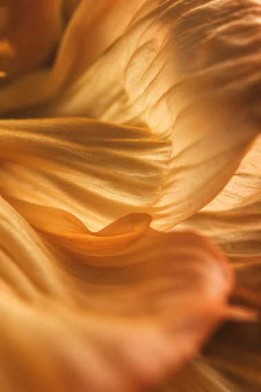 A close view of glowing golden petals