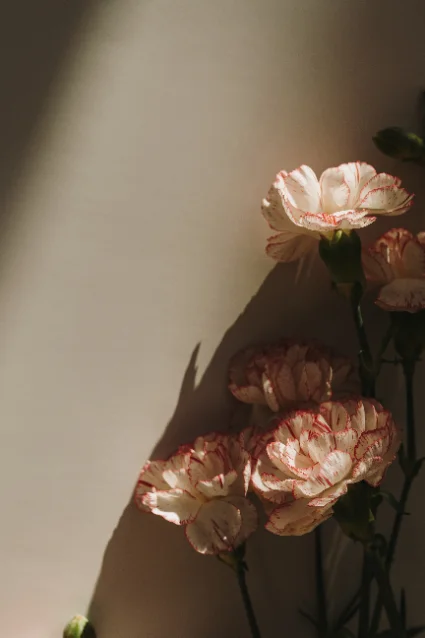 Pale pink peonies in sunlight against a plaster wall